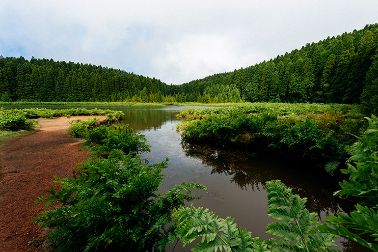 A lake with plants, and a forest in the distance. 