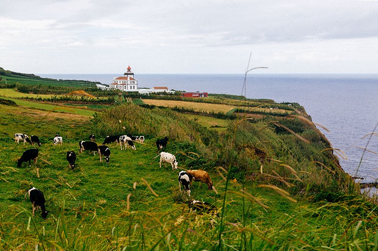 Ponta Da Ferraria, Sao Miguel, Azores, Portugal. 
Cows grazing on a grassy hill.  In the background a small building and the ocean surrounds the hill. 