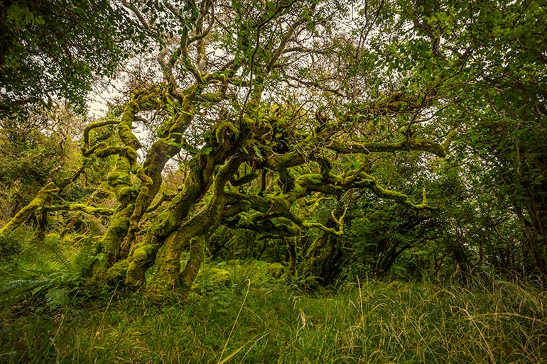 A moss covered tree in the secret fairy fort.  