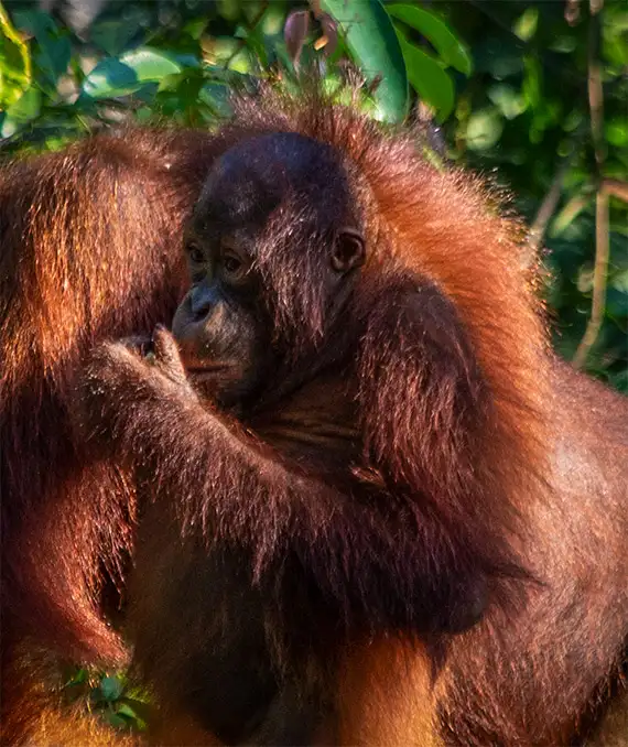 A teenage orangutan next to his mother, as seen on orangutan safari. 