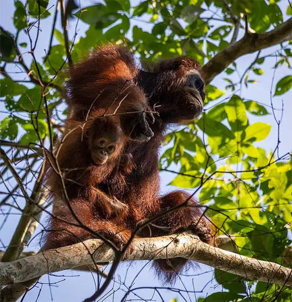 Orangutan safari in Indonesia - a complete guide. Mom and baby orangutans in a tree. 